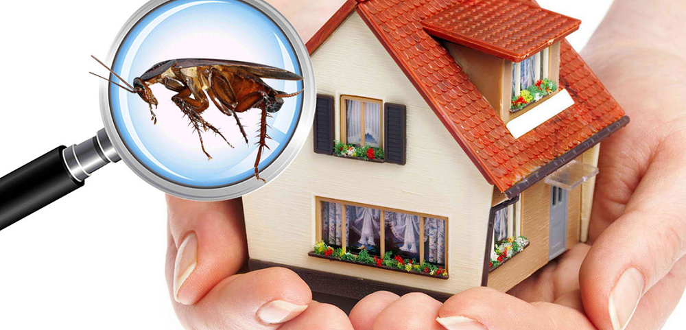 Why you should always do building and pest inspections before buying an SMSF investment property